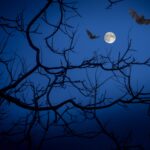 Vollmond-Wanderung im August